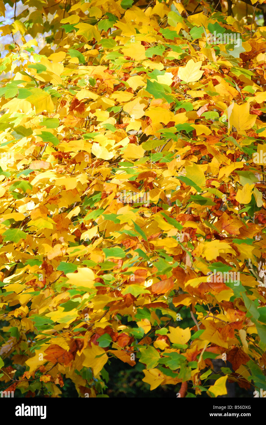 Autumn leaves, The Valley Gardens, Windsor Great Park, Virginia Water, Surrey, England, United Kingdom Stock Photo