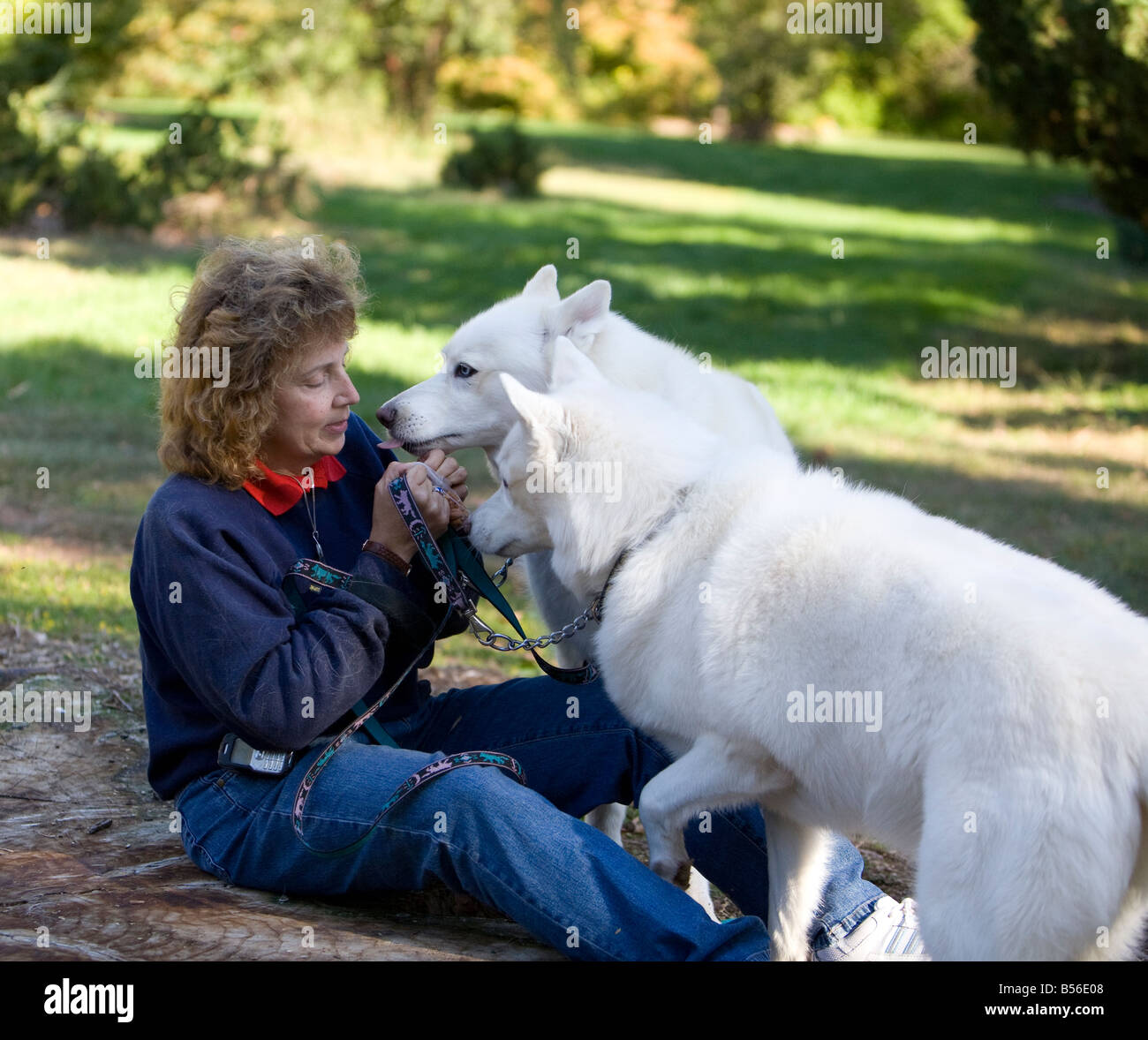 A woman sitting in a park playing with her two magnificent white huskies. Stock Photo