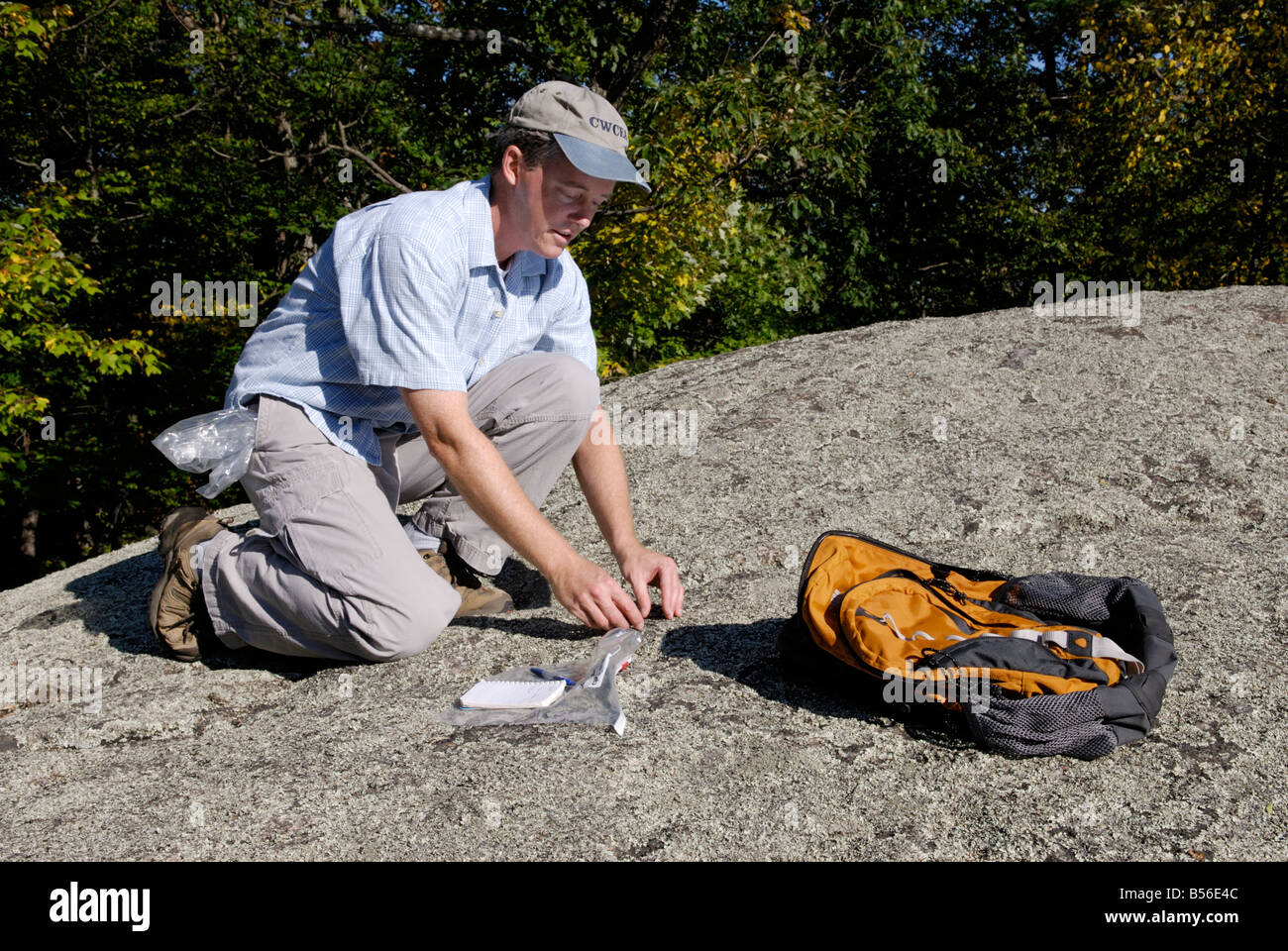 Scientist collecting lichen samples Stock Photo