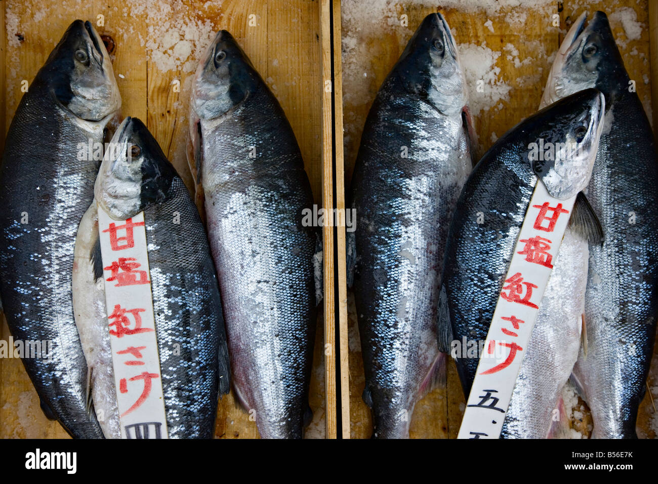 Salmon for sale at the Asaichi Market, Hakodate, Hokkaido, Japan, Asia