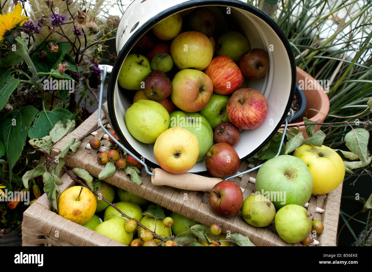 Apples on display at RHS Harlow Carr, Harrogate Stock Photo