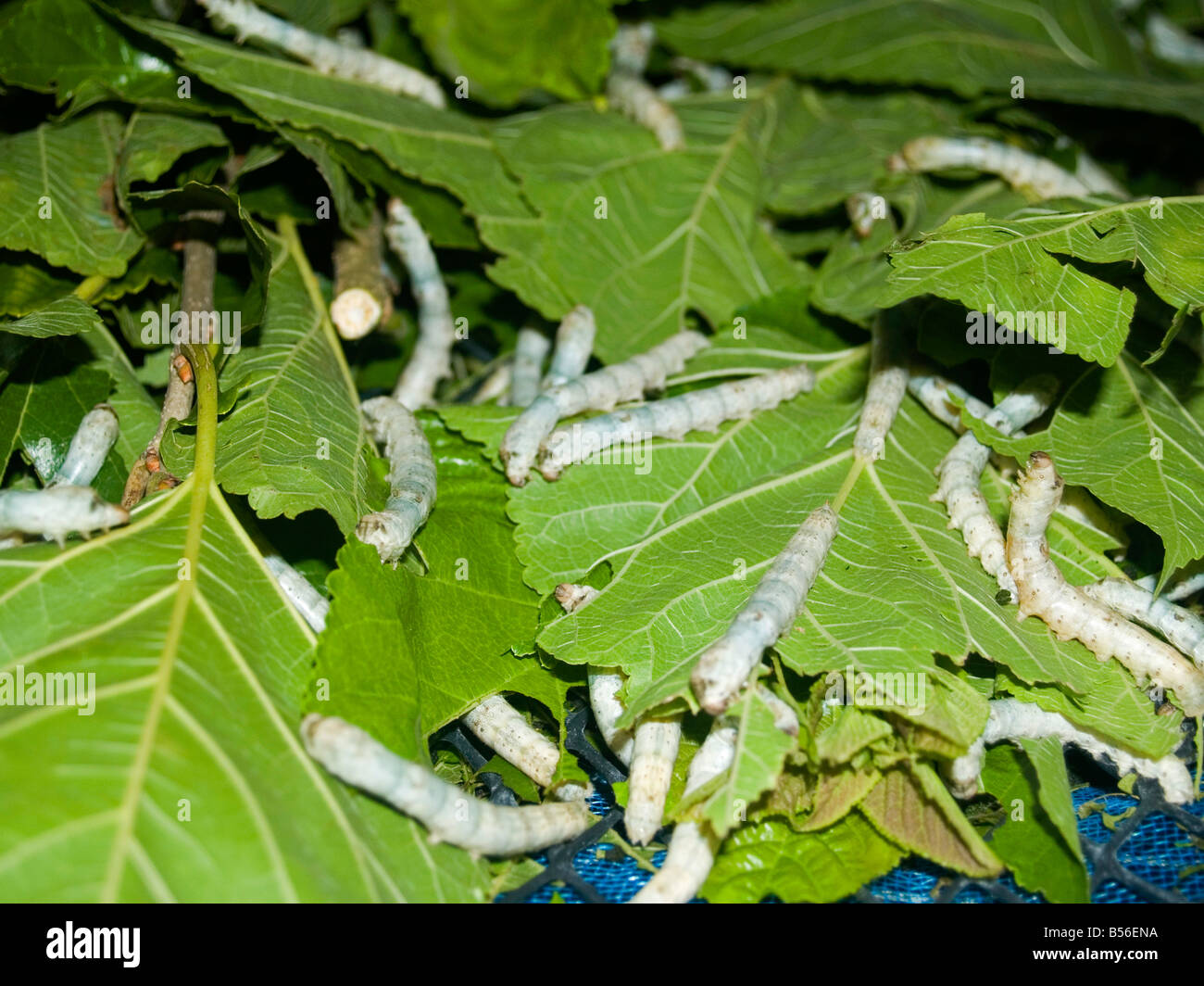 silkworms at the Queen Sirikit Sericulture Center in Surin Thailand