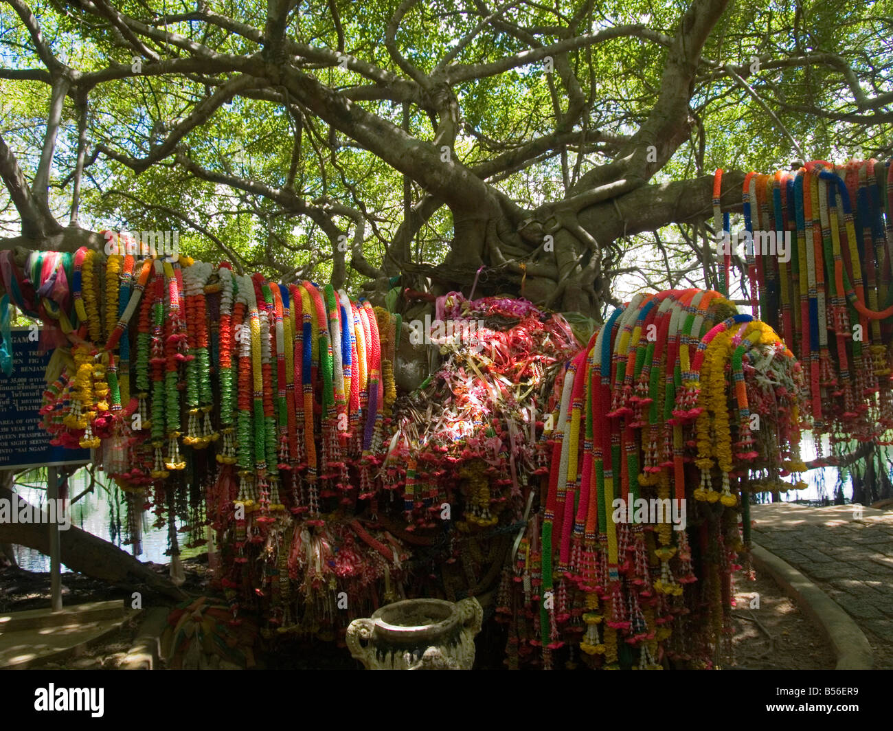 good luck wreaths draped over Sai Ngam the largest and oldest banyan
