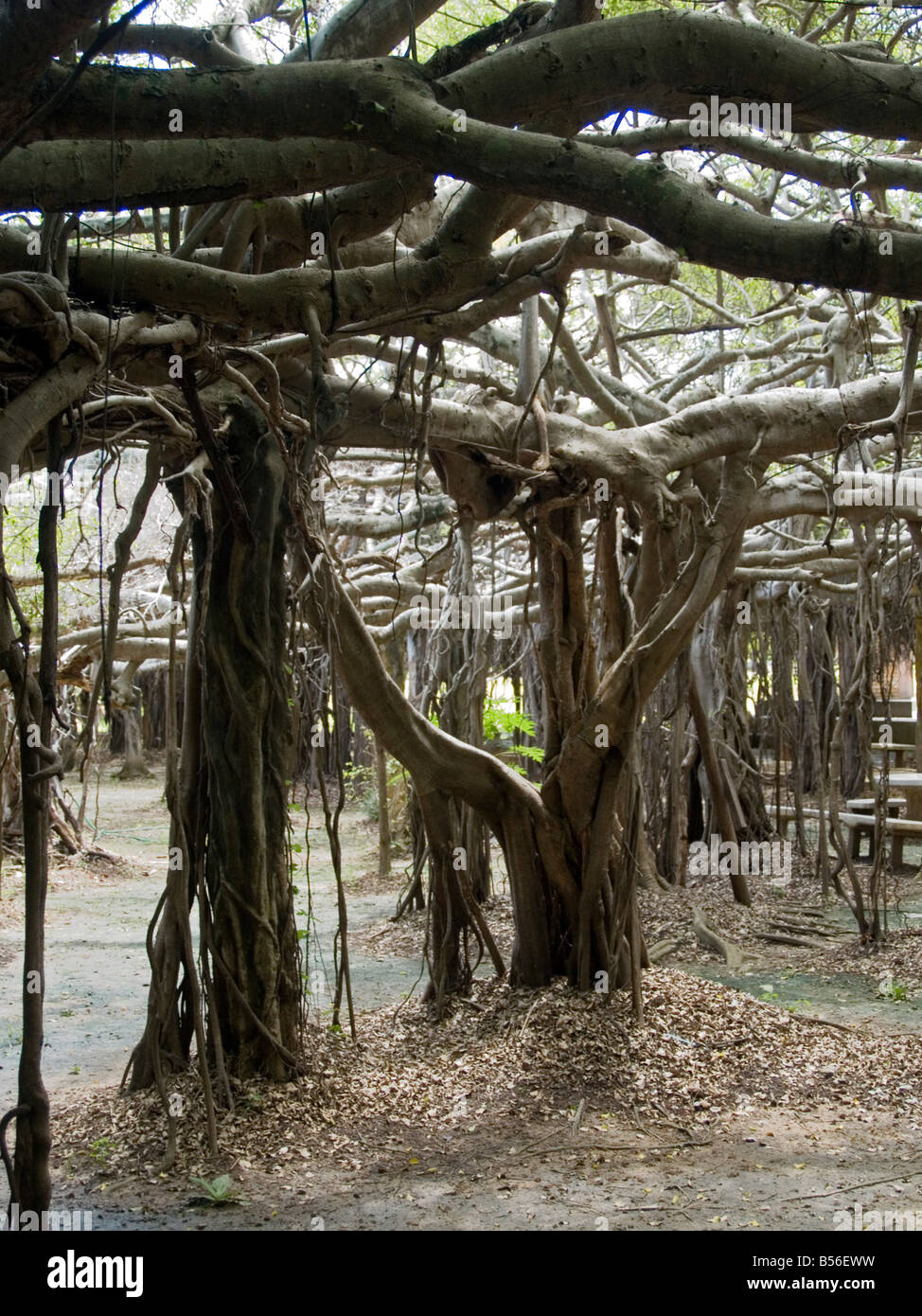 Sai Ngam is the largest and oldest banyan tree in Thailand Stock Photo