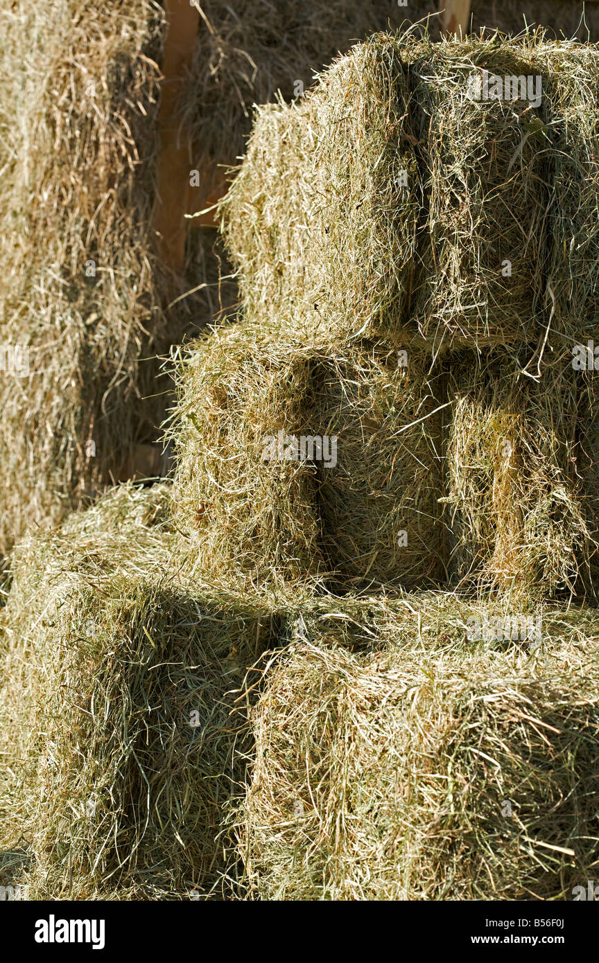 Stacks of hay bales Stock Photo