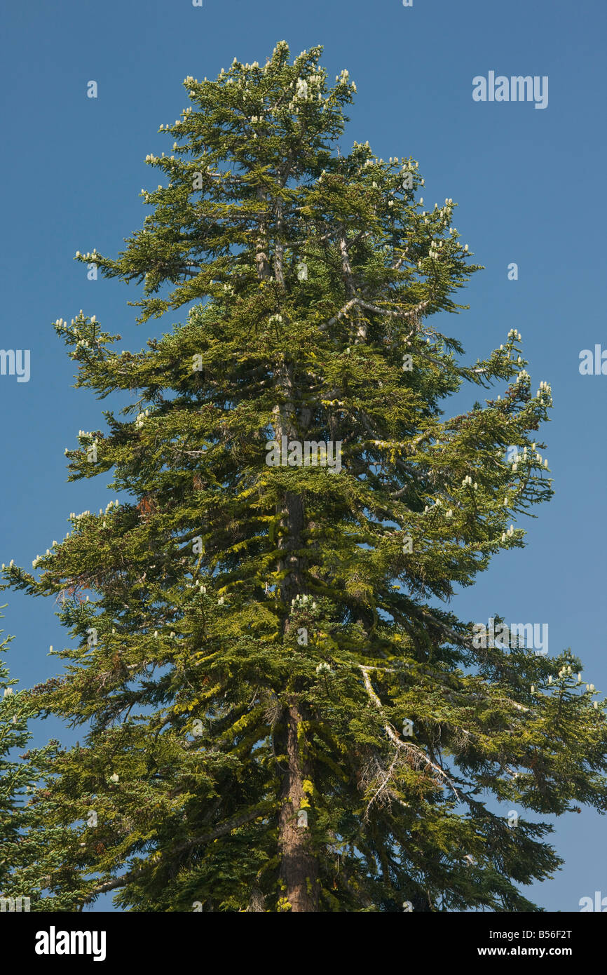 California red fir abies magnifica hires stock photography and images