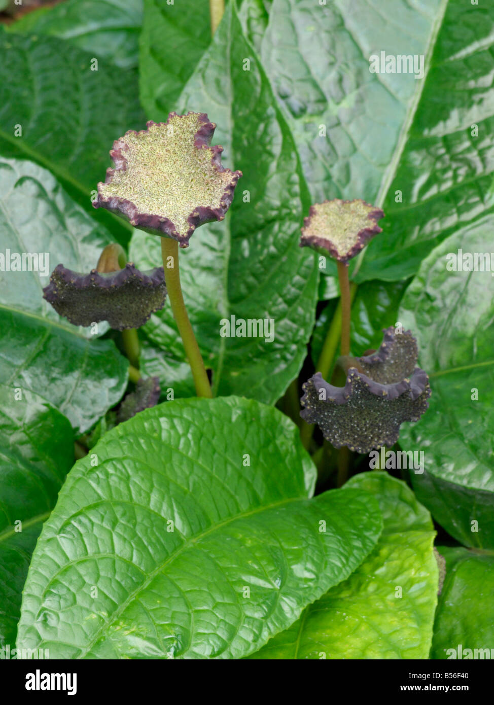 Dorstenia bahiensis Stock Photo