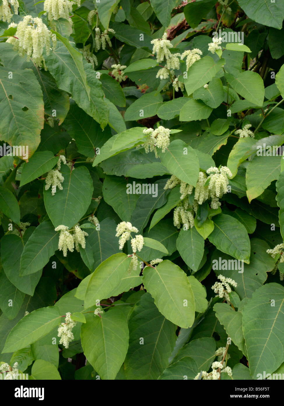 Giant knotweed (Fallopia sachalinensis syn. Reynoutria sachalinensis) Stock Photo