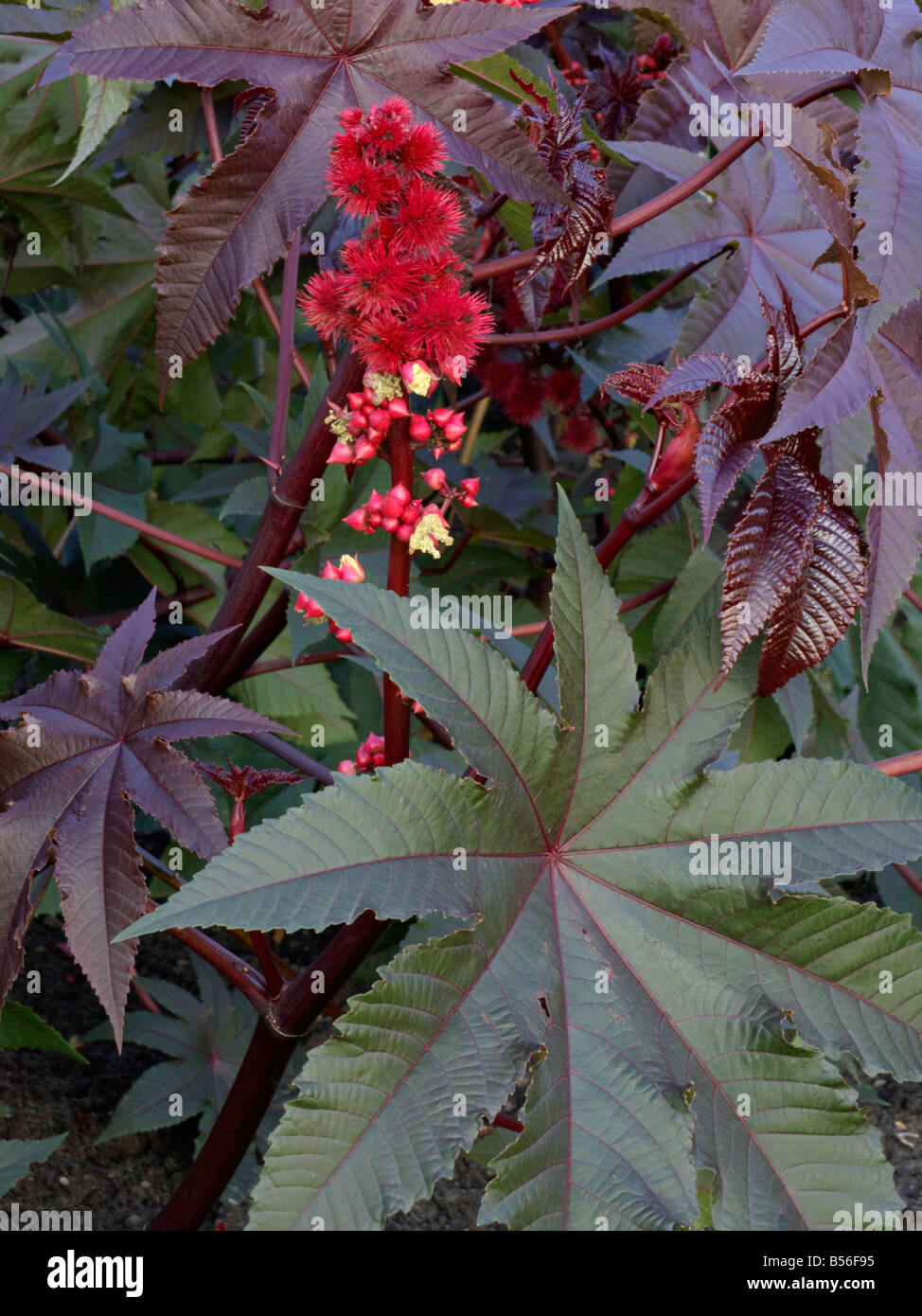 Castor oil plant (Ricinus communis) Stock Photo