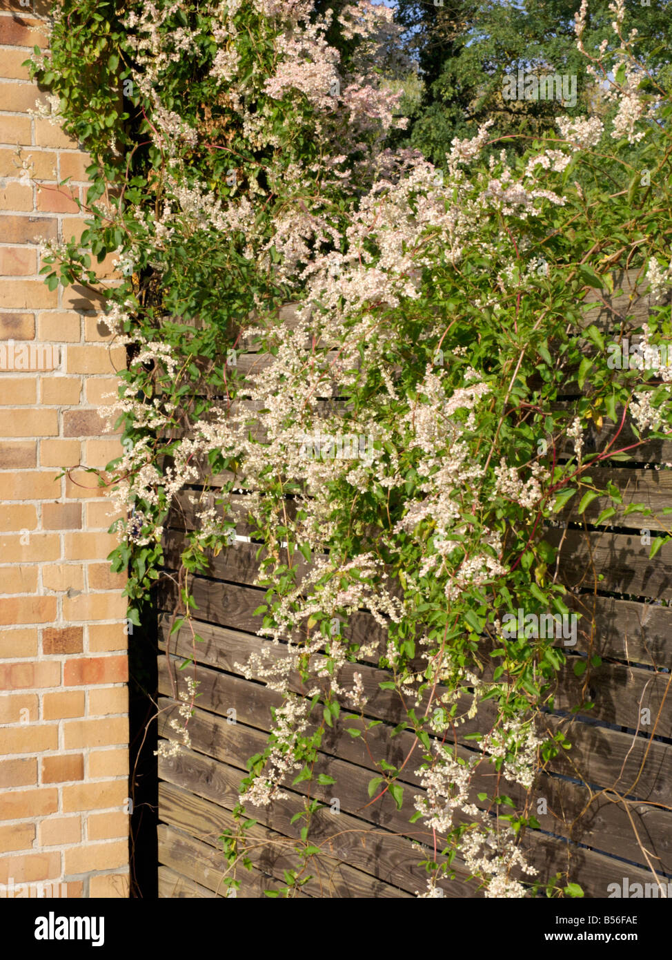 Russian vine (Fallopia aubertii syn. Polygonum aubertii Stock Photo - Alamy