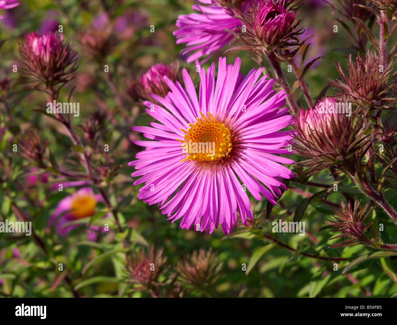 New England aster (Aster novae-angliae 'Abendsonne' Stock Photo - Alamy