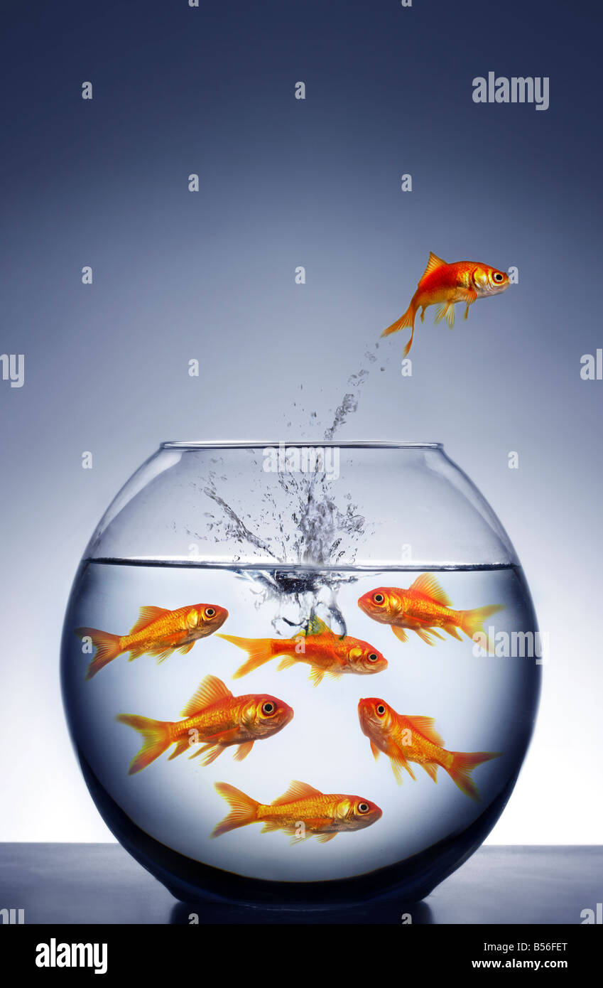 goldfish jumping out of the water from a crowded bowl Stock Photo Alamy