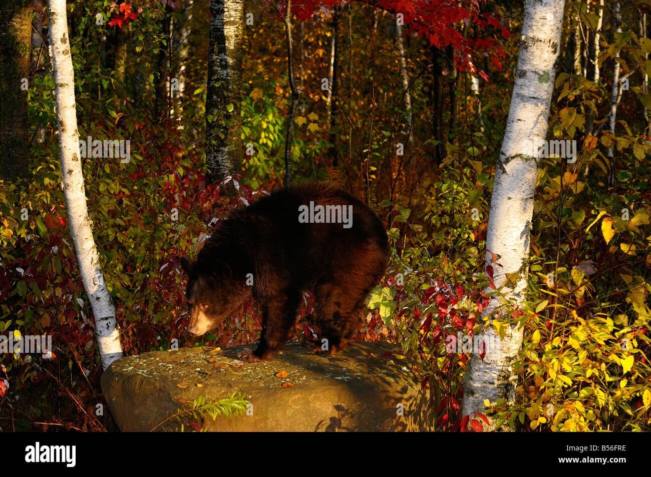American Black Bear on a rock in a birch and maple forest with Fall colors in early morning Ursus Americanus Minnesota USA Stock Photo