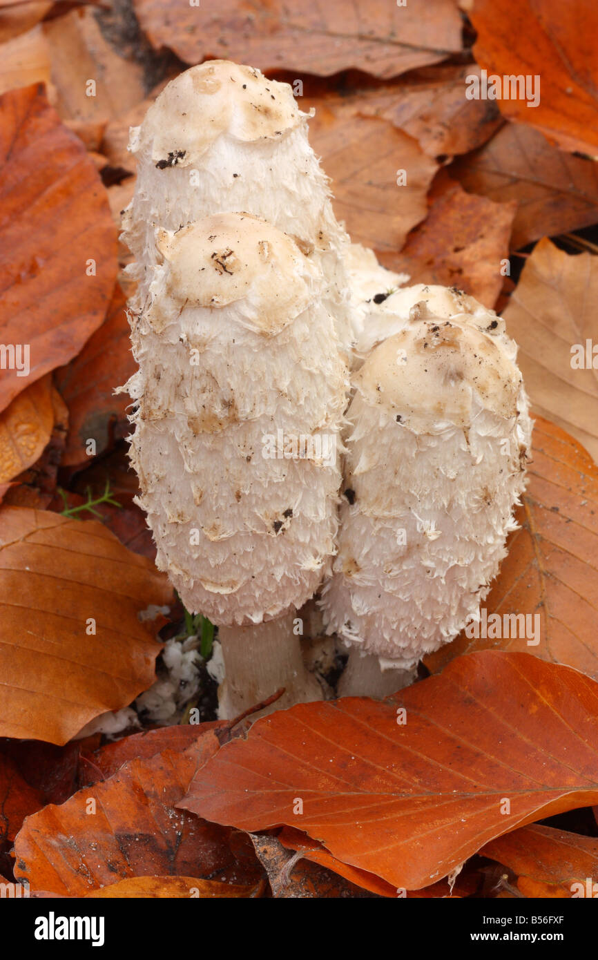 Fungus Coprinus comatus,shaggy ink cap,lawyer's wig,shaggy mane Stock Photo