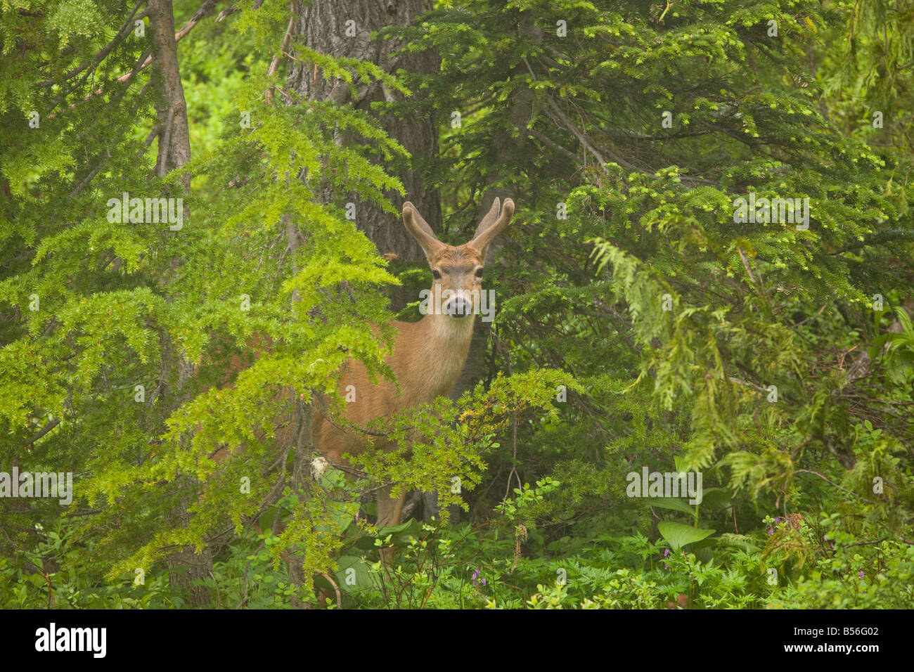 Black tailed deer or Blacktail deer Odocoileus hemionus in mountain forest Mount Rainier Washington Stock Photo