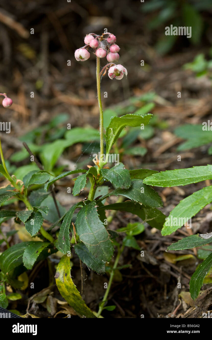 Umbellate wintergreen or Prince's Pine Chimaphila umbellata occurs both in East Europe and North America California Stock Photo