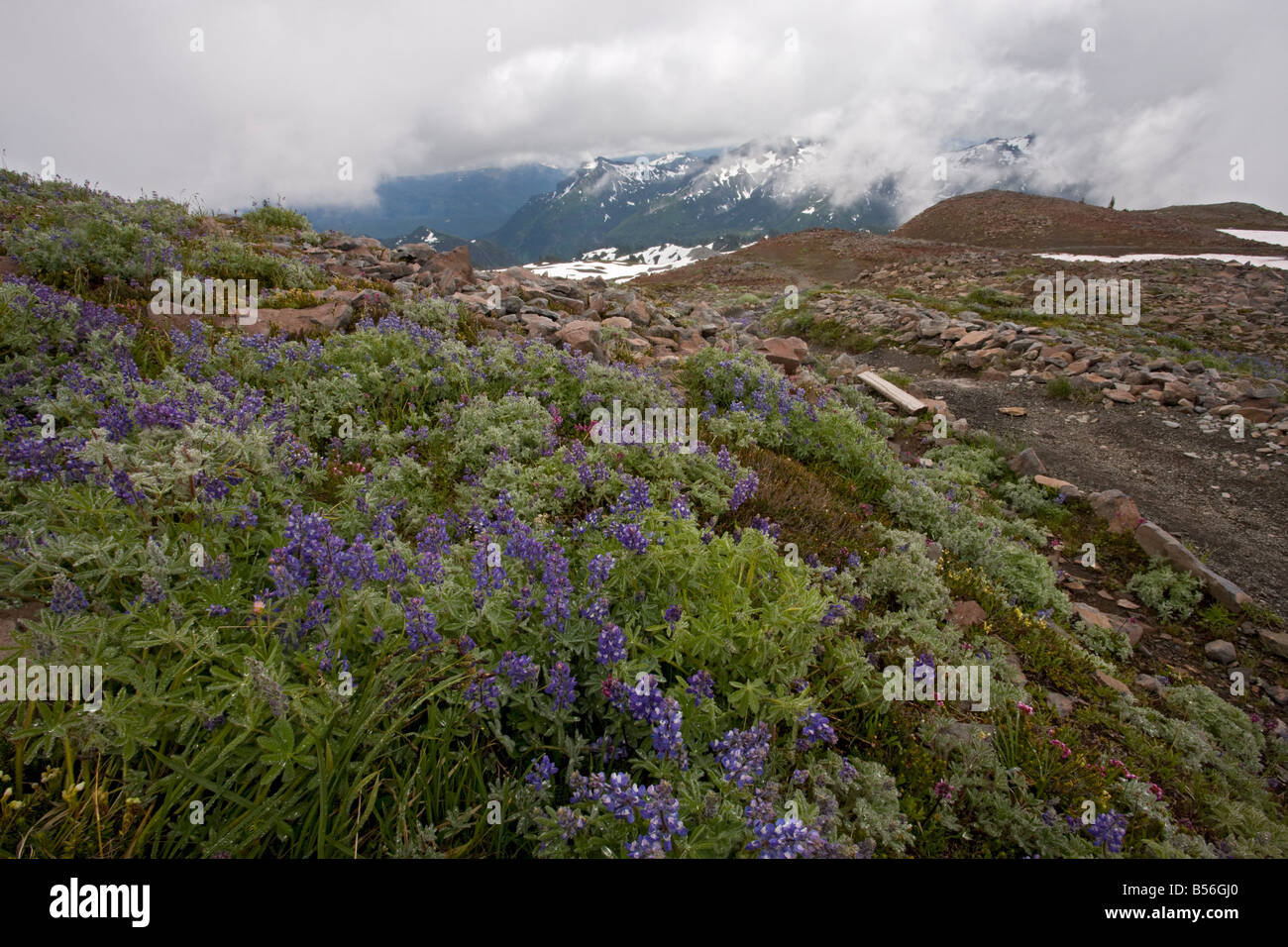 High altitude tundra with lupines on Mount Rainier Cascade Mountains Washington Stock Photo