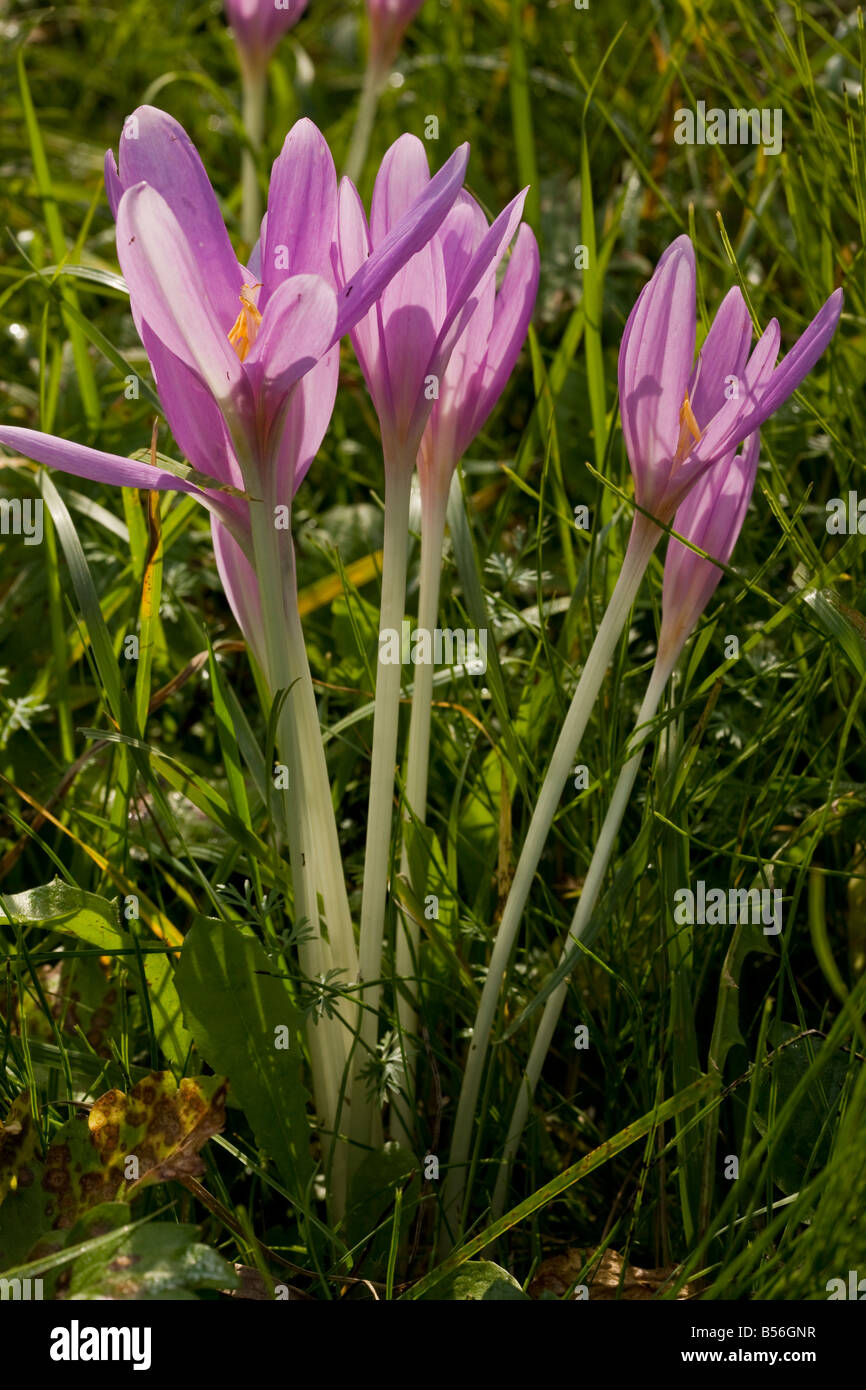 Meadow Saffron or Autumn Crocus Colchicum autumnale in flower in hay meadow Romania Stock Photo