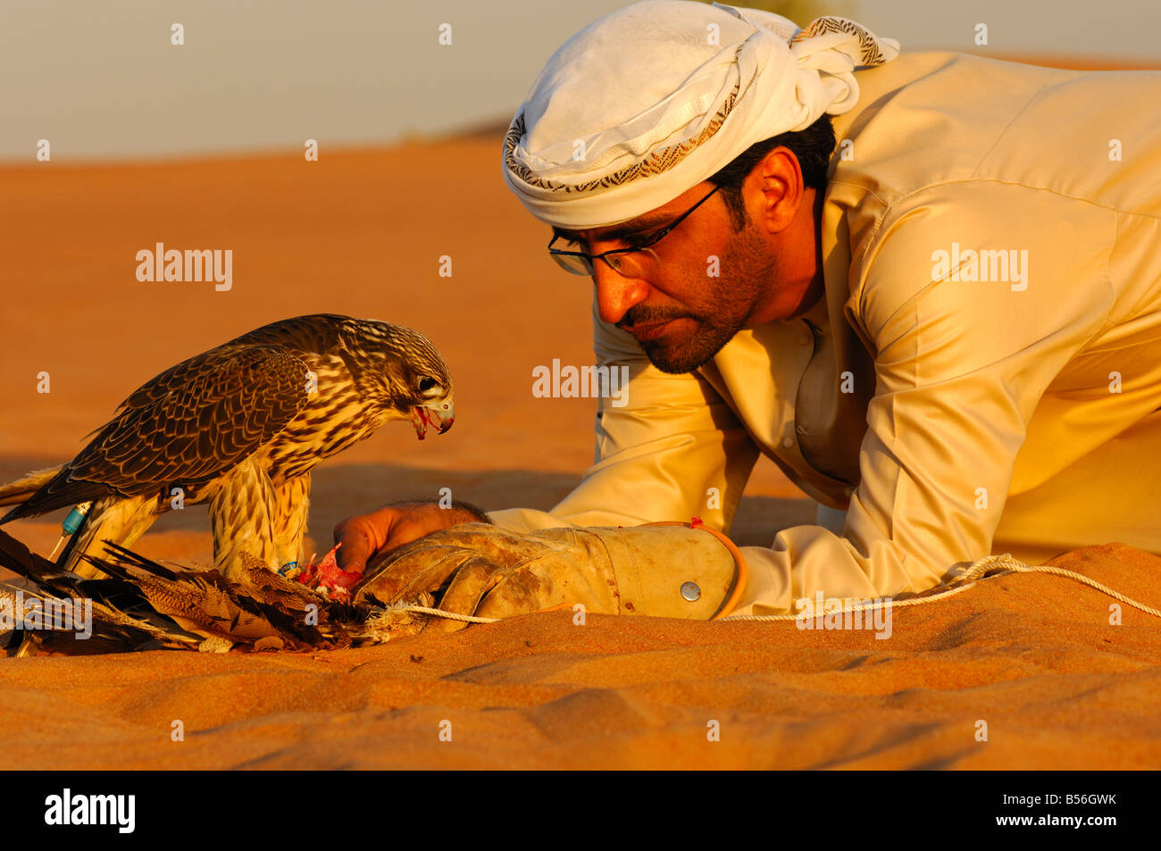 Arab falconer feeding his Gyr Falcon, Dubai, United Arab Emirates, UAE