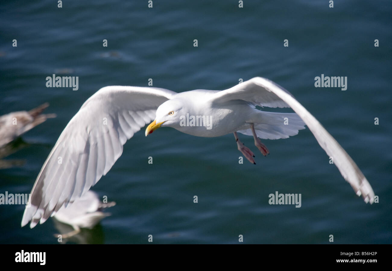 Albatros bird hi-res stock photography and images - Alamy