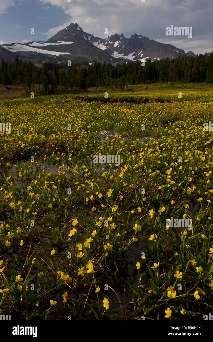 Ranunculus gormanii hires stock photography and images Alamy