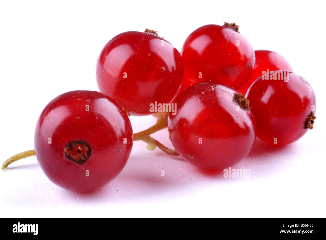 Isolated red currant Stock Photo