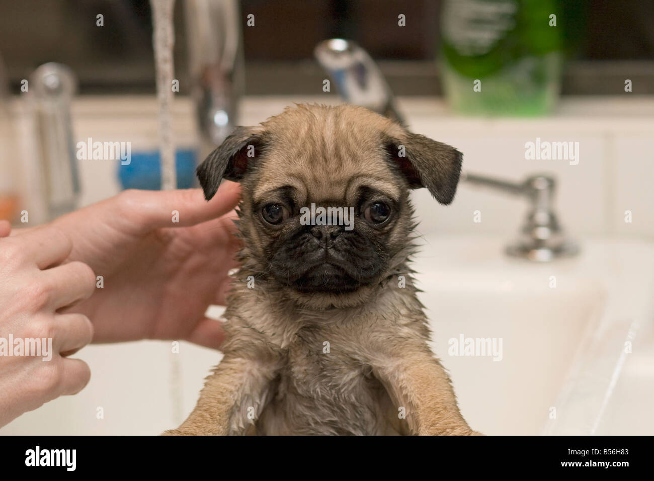 Pug puppy gets her first bath Stock Photo Alamy