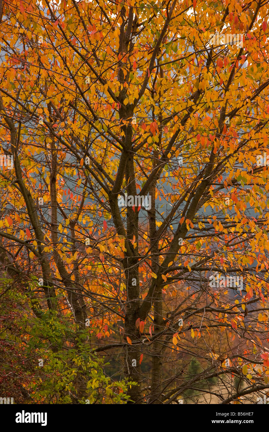 Wild cherry tree or gean Prunus avium with spectacular colour in autumn Apuseni mountains Romania Stock Photo