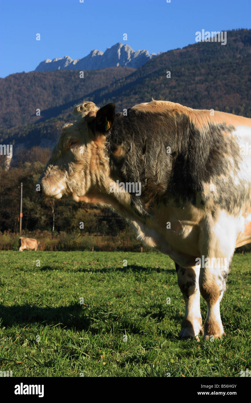 A beautiful day in the tyrolean alps Stock Photo