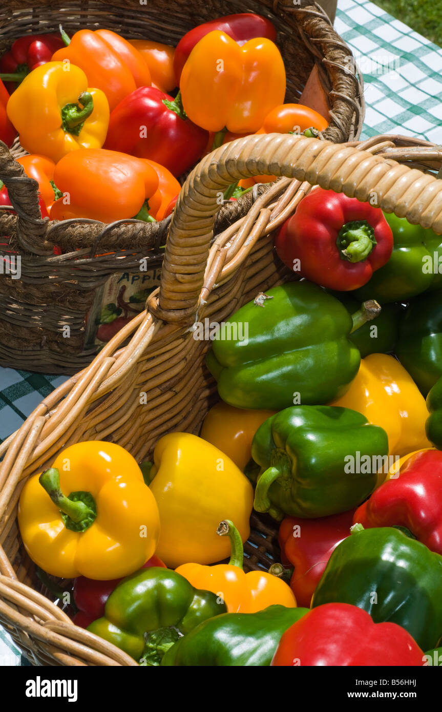 Basket full of peppers Stock Photo Alamy