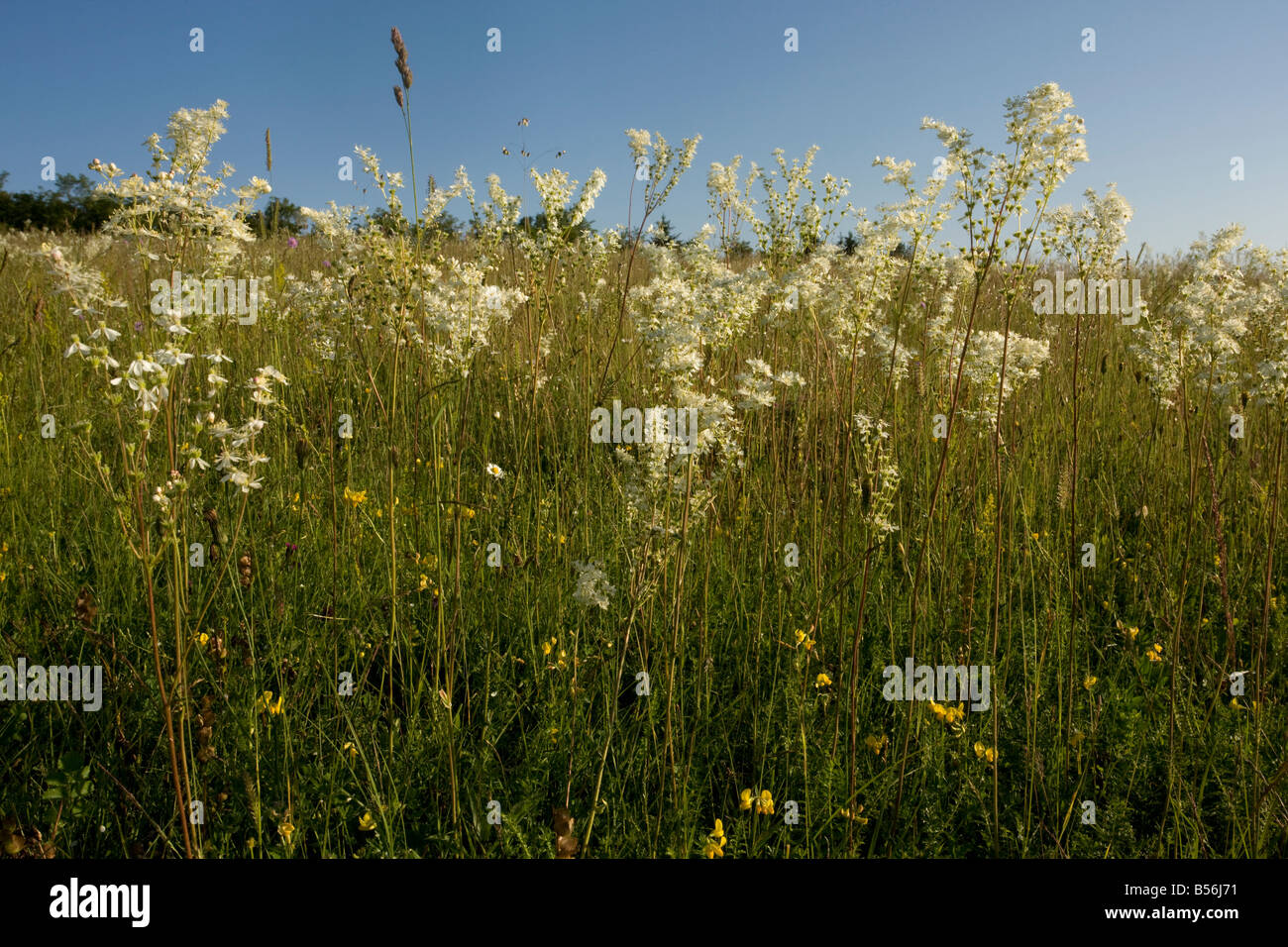Dropwort Filipendula vulgaris widespread plant of calcareous grassland Also grown in gardens Stock Photo