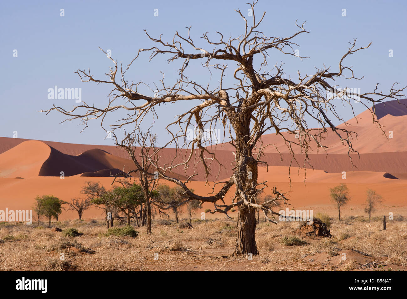 Africa Namibia Namib desert Naukluft dune sand Stock Photo