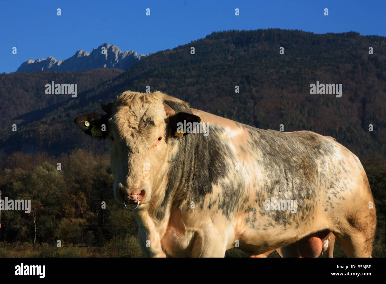 A beautiful day in the tyrolean alps Stock Photo