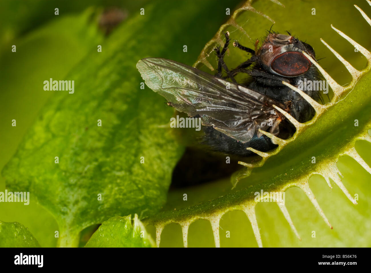 A fly caught in a venus fly trap Stock Photo