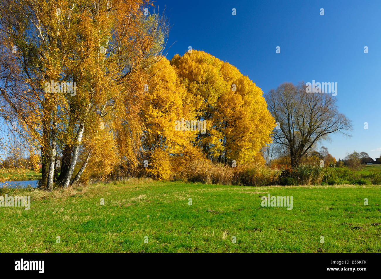 Trees during fall season standing at the Elbe river in the south of Hamburg. Stock Photo