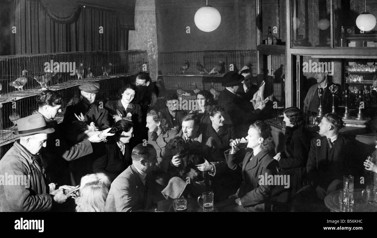 Regulars at the Burgoyne Hotel, Sheffield, indulge in their two favorite pastimes, Pigeon Fancying and Drinking. During the war, Stock Photo