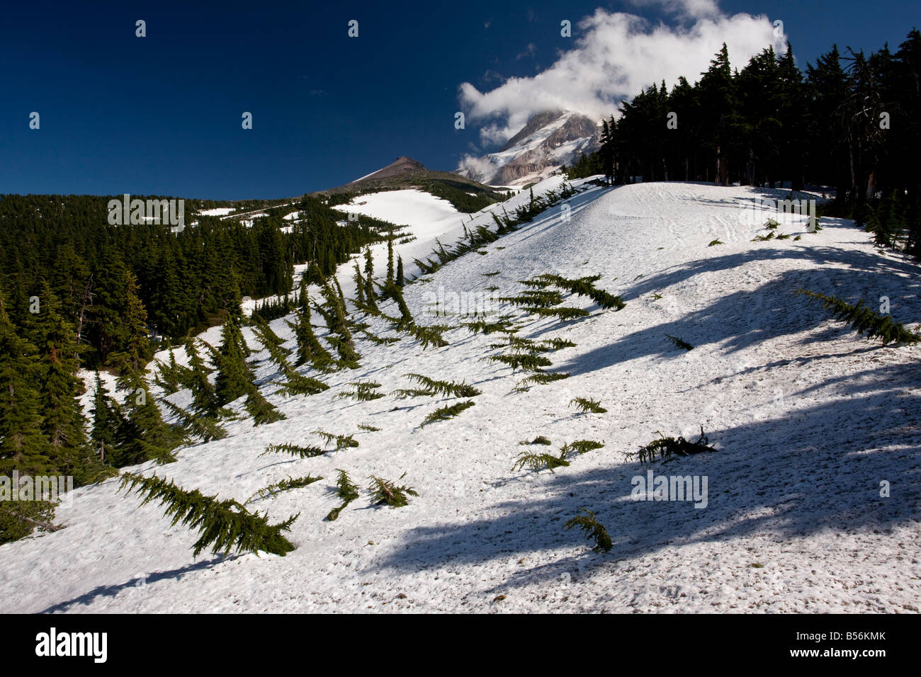 Mountain Hemlock forest Tsuga mertensiana under heavy snow at 6 7000 ft tips bend over under weight of snow but don't break Stock Photo