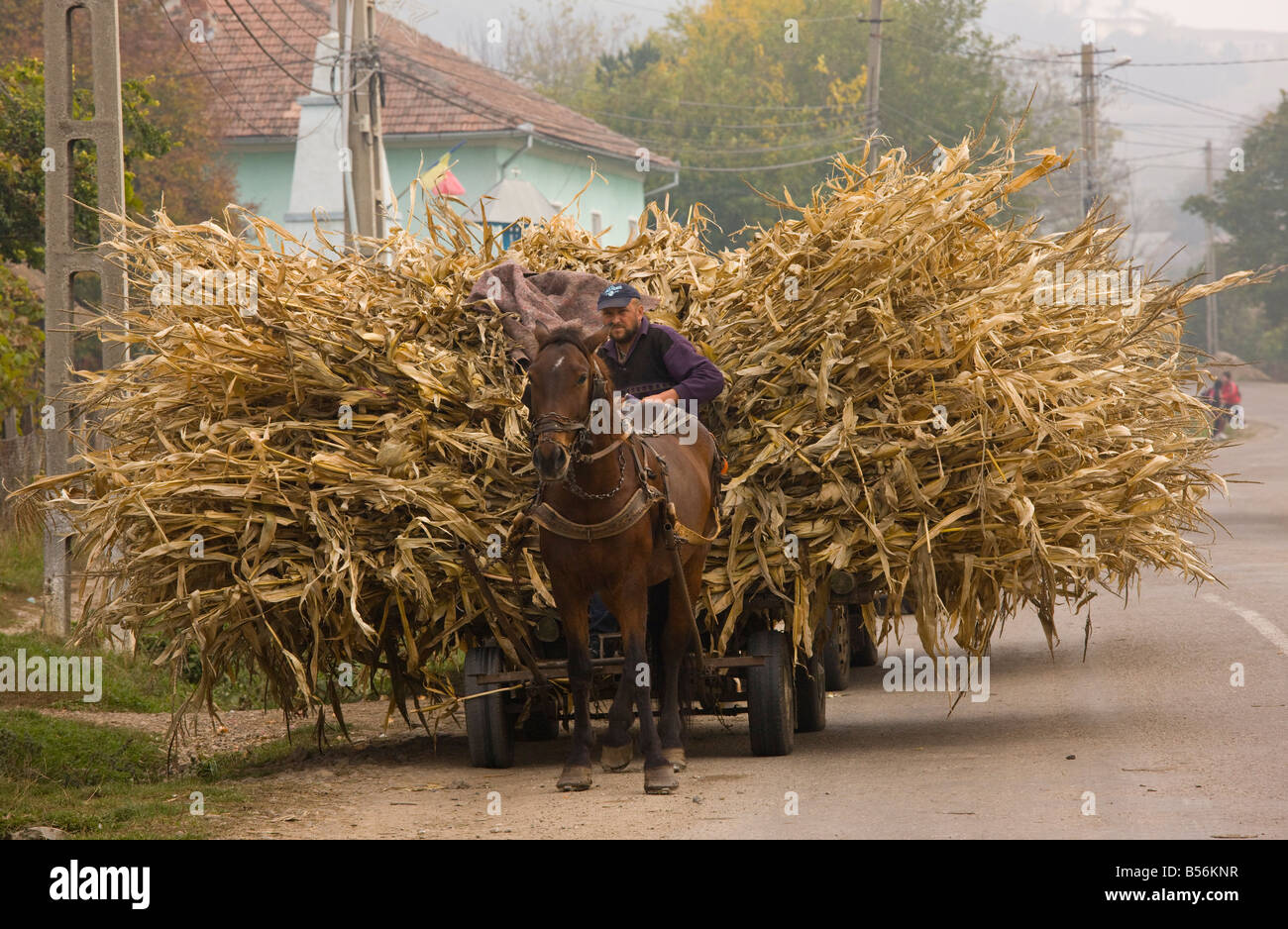 Bringing in Maize plants as hay in autumn near Mociu Romania Stock Photo