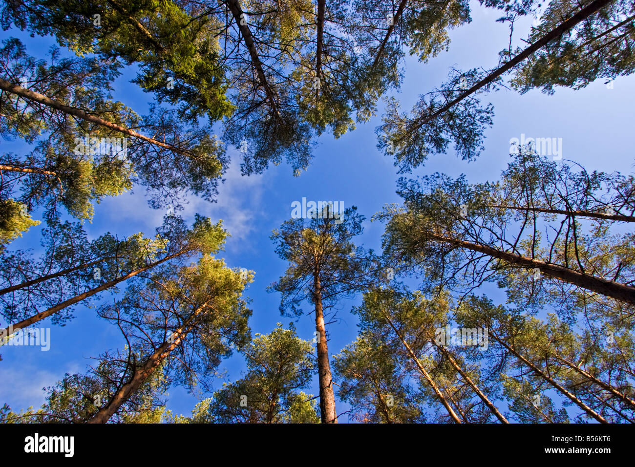 Tall Trees from the ground Stock Photo Alamy