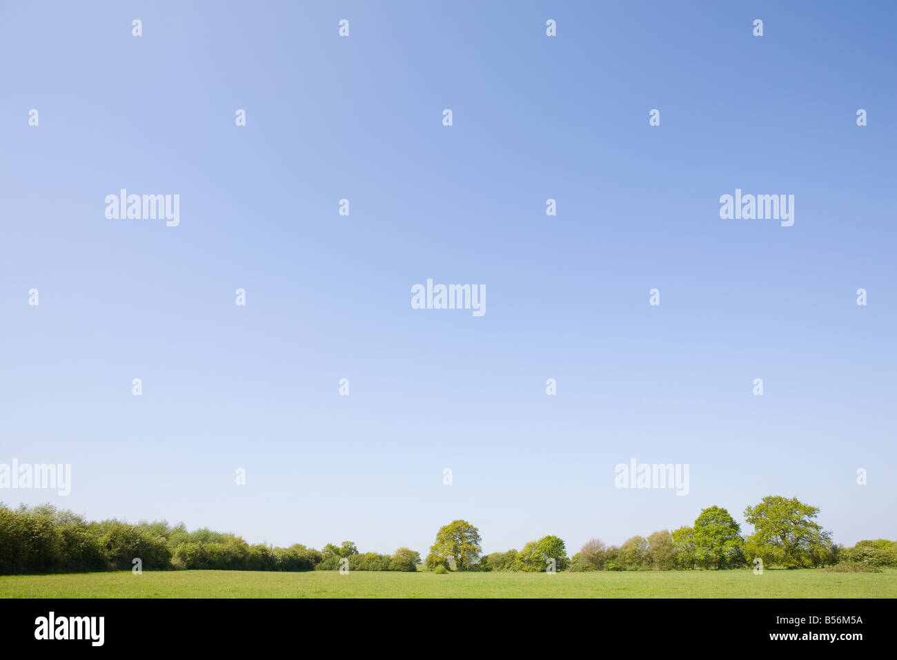 Field trees blue sky hi-res stock photography and images - Alamy