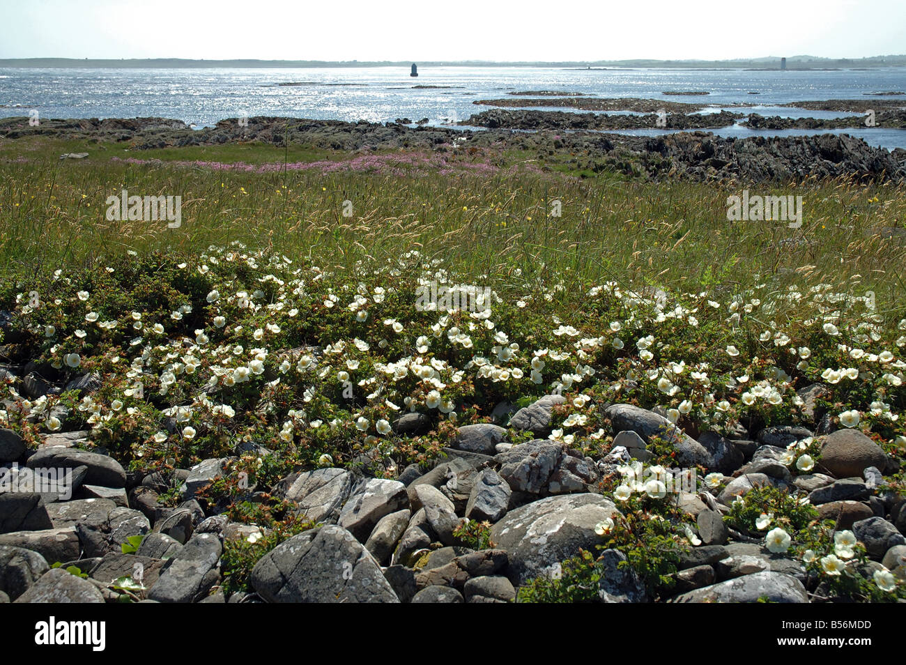 Burnet Roses Ballyquintin Point Strangford Lough Northern Ireland Stock ...