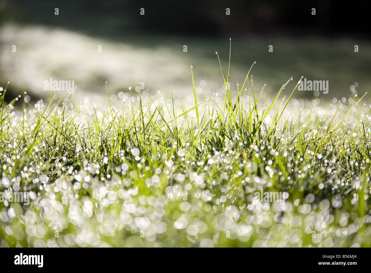 Morning dew on grass Stock Photo