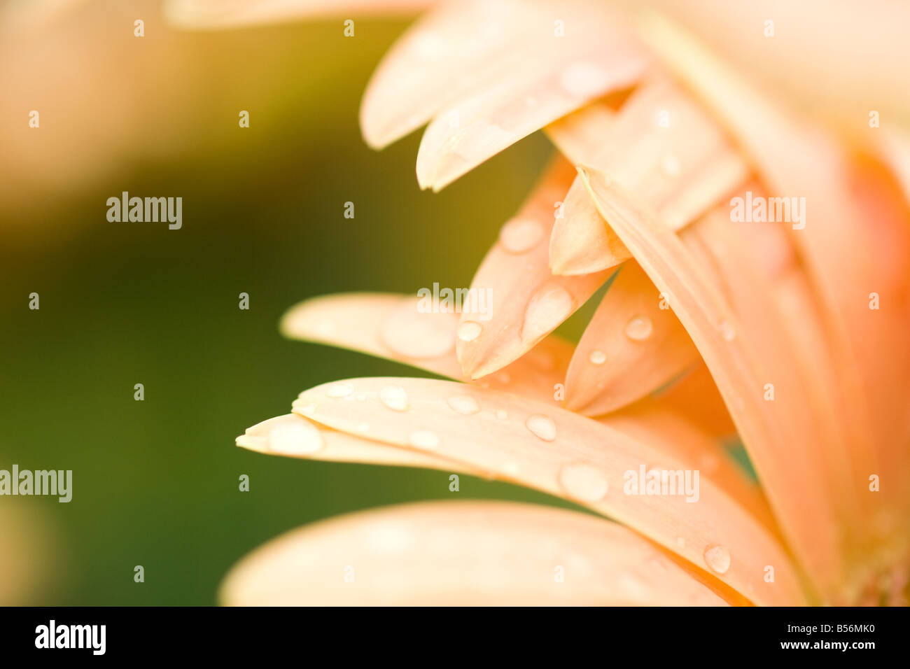 Close up of a flower Stock Photo