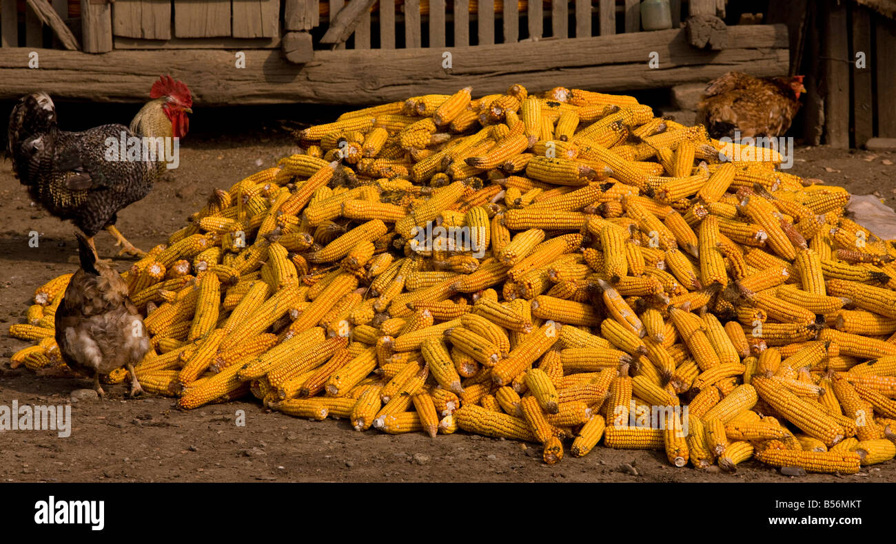 Chickens in farmyard eating from pile of maize or corn autumn Romania Stock Photo