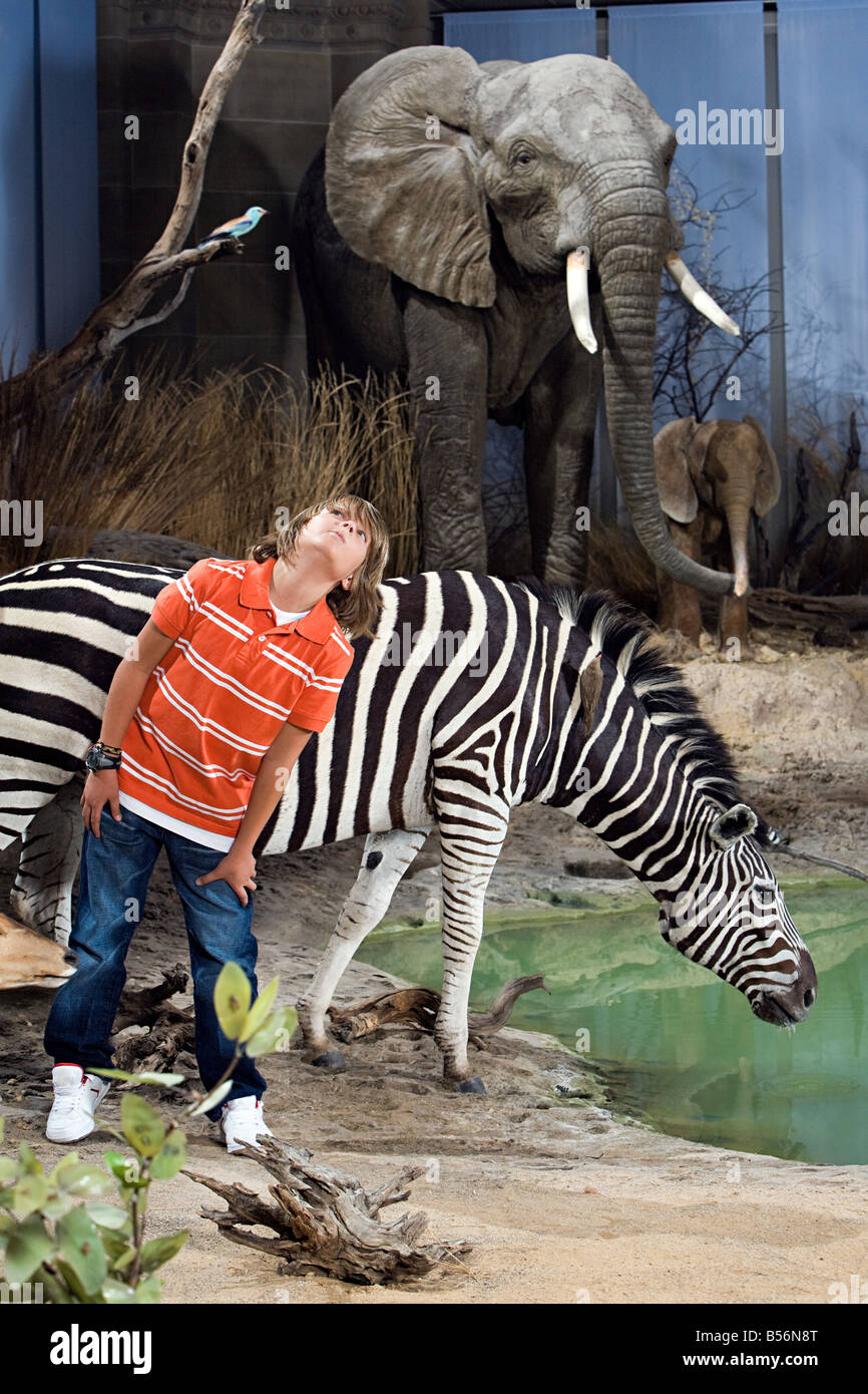Boy standing by animals in a museum Stock Photo