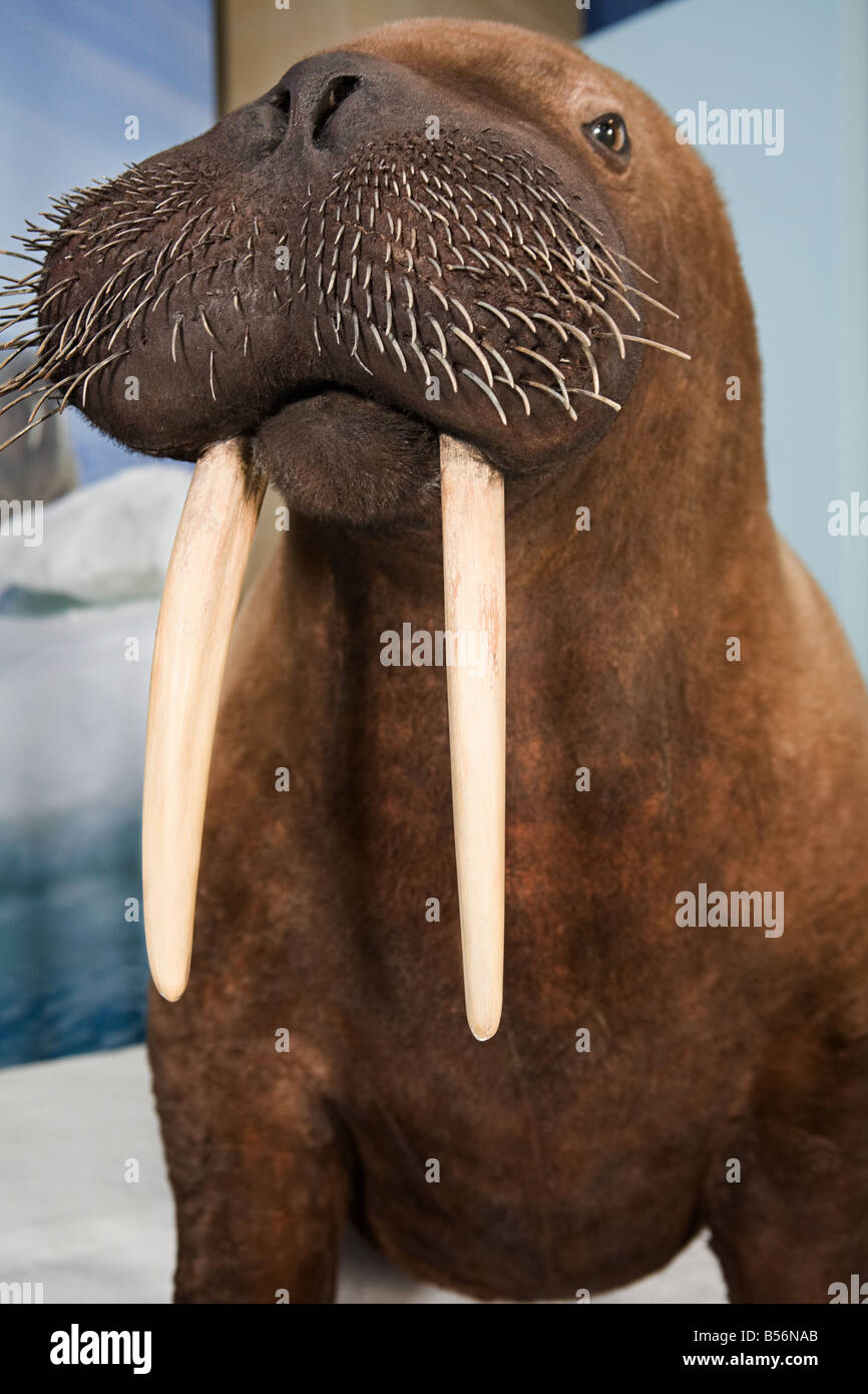 A stuffed walrus Stock Photo