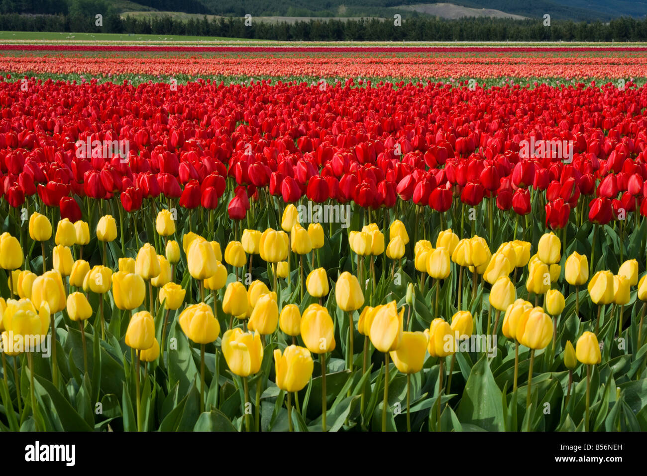 Radiant tulips hi-res stock photography and images - Alamy