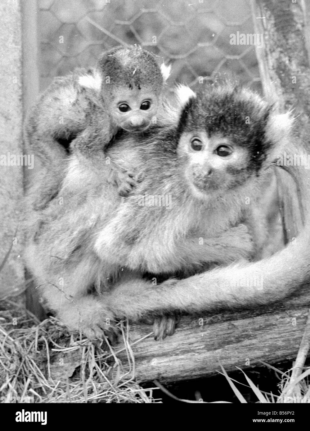 12 day old squirrel monkey at the gatwicg garden Aviary at Charlwood, Surrey. Mother is named Blossom and the little baby is Pea Stock Photo