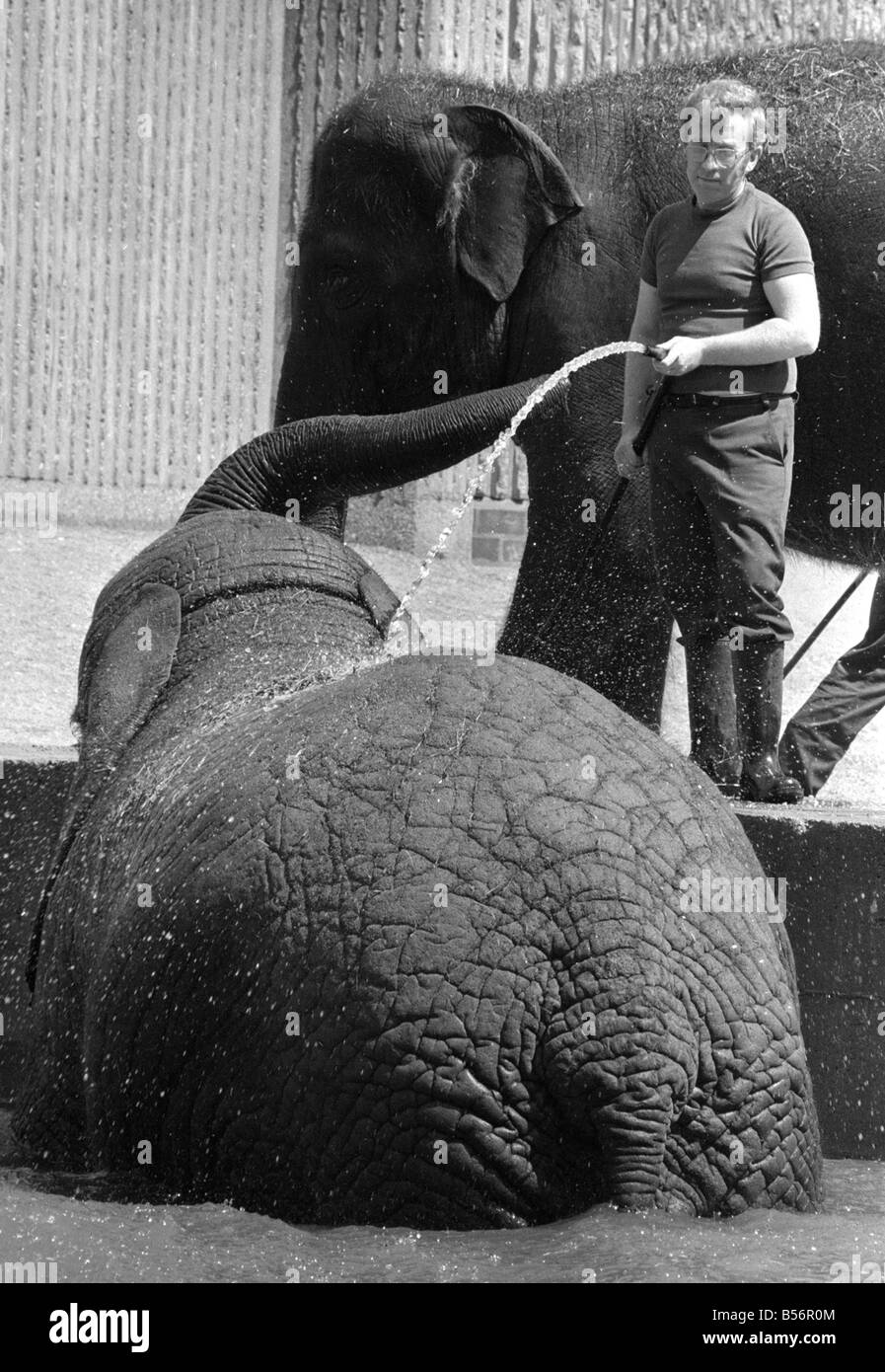 Tony Hennesy, one of the London Zoo Elephant House keepers, trying to