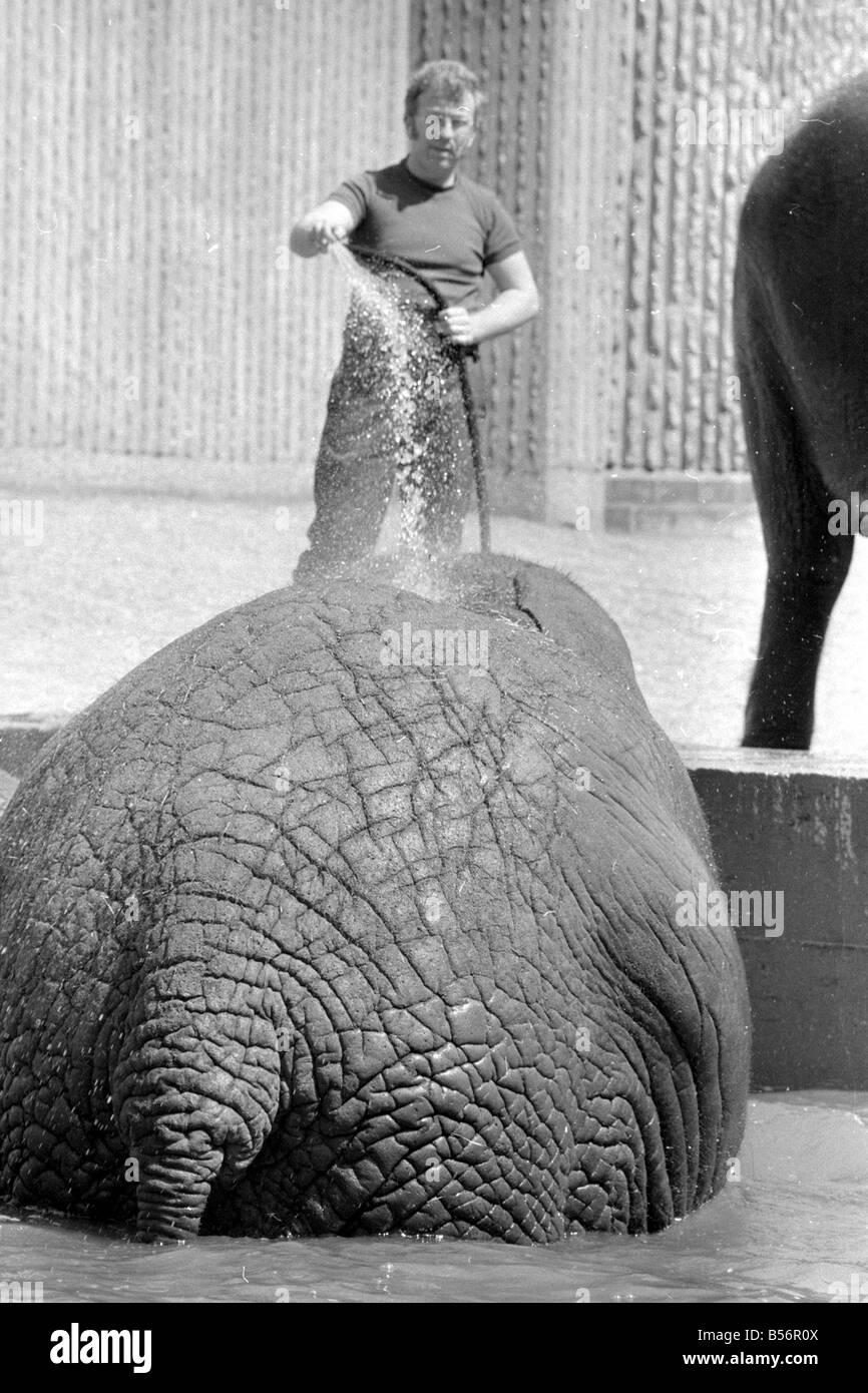 Tony Hennesy, one of the London Zoo Elephant House keepers, trying to